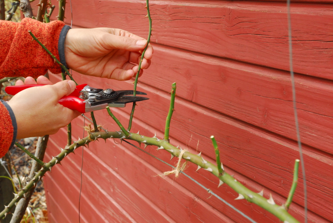 Die Seitentriebe eines öfterblühenden Climbers werden eingekürzt. Foto: © GartenFlora/Achim Werner