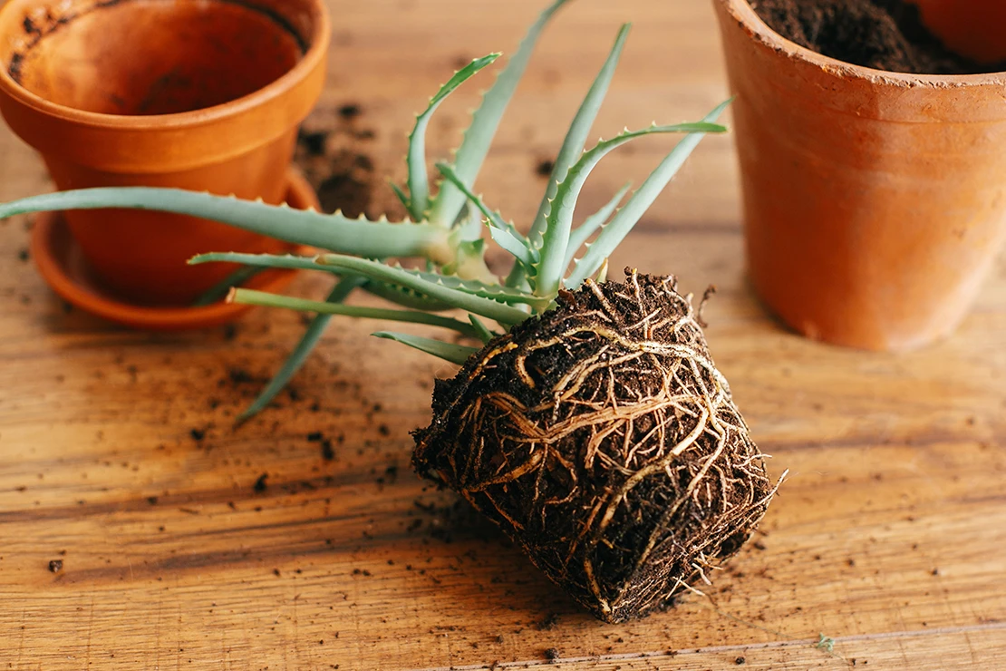 Kübelpflanzen umtopfen: Eine Aloe Vera liegt mit freigelegtem Wurzelballen auf einem Holztisch. Links und rechts stehen zwei Tontöpfe. Foto: AdobeStock_sonyachny