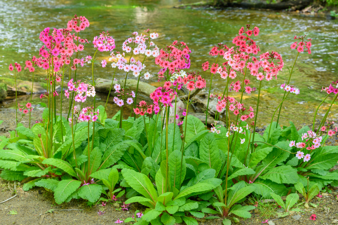 Die Japanische Etagen-Schlüsselblume (Primula japonica) gedeiht gerne am Wasserrand. Foto: iStock_backpacker