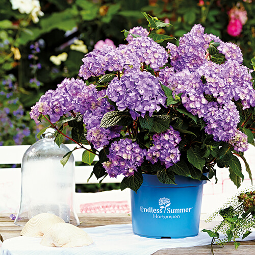 Effektvoll im Garten, auf der Terrasse und auf dem Balkon: Endless Summer® Hortensien wie die 'BloomStar'® mit wunderschönen violettblauen Blüten.