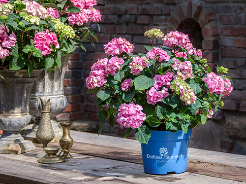 Die Endless Summer® Hortensien sind auch ein schönes Geschenk für Gartenfreunde.