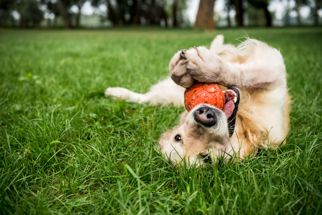 Hund mit Ball auf Wiese