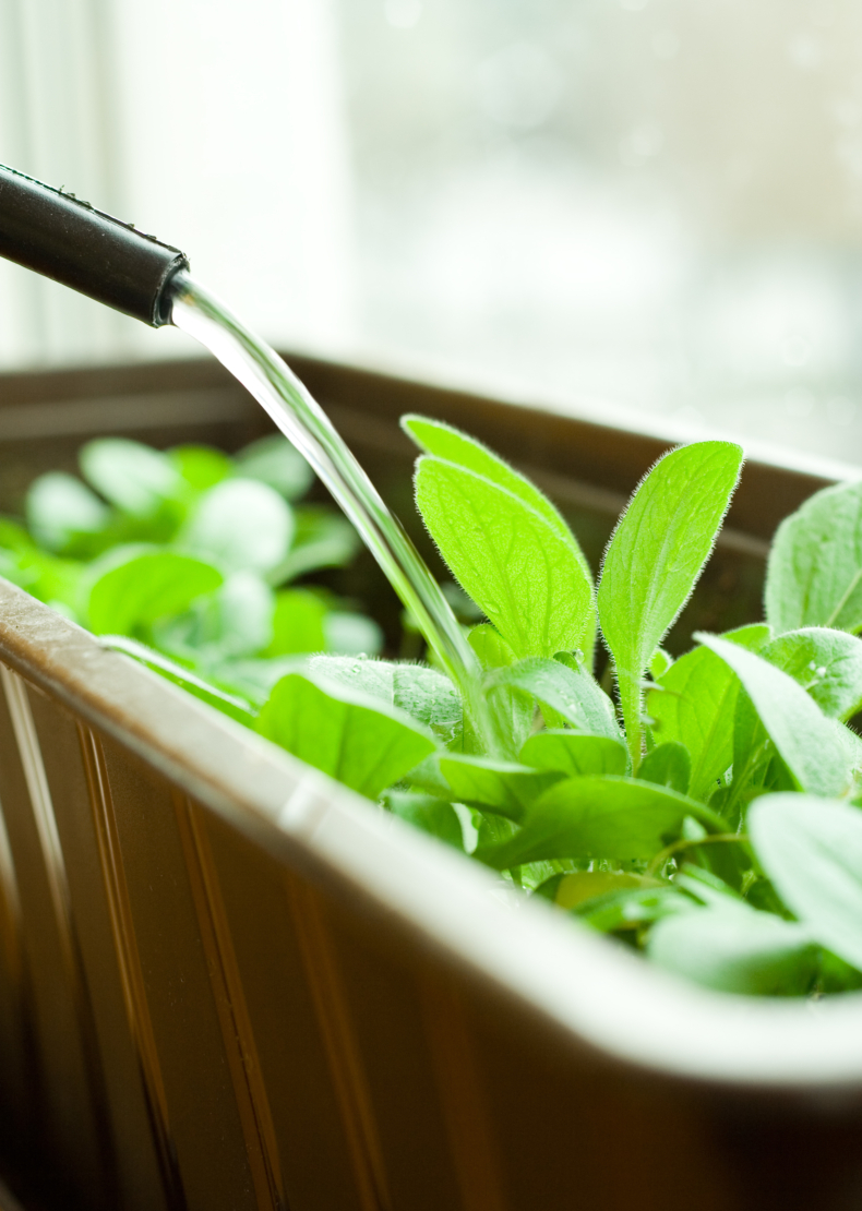 Pflanzen gießen Foto: AdobeStock_benik.at

