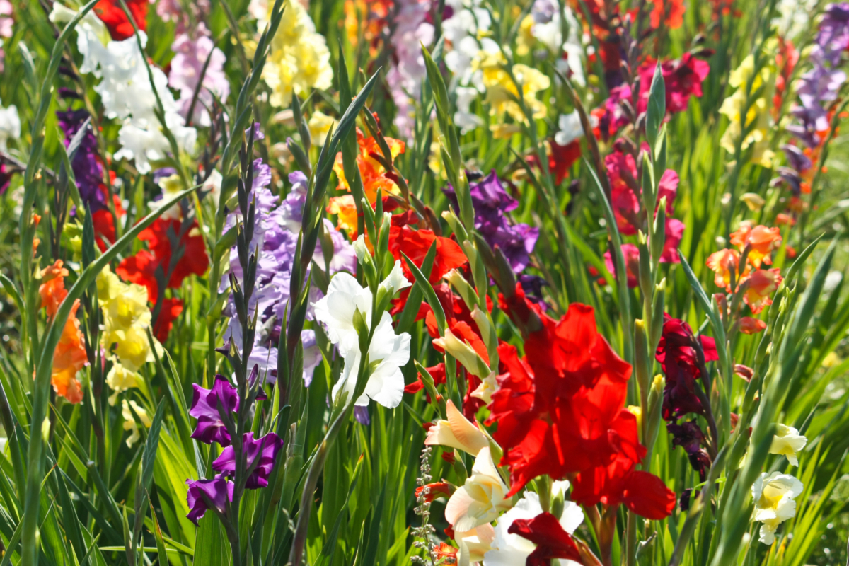 Gladiolen pflanzen, pflegen & überwintern GartenFlora