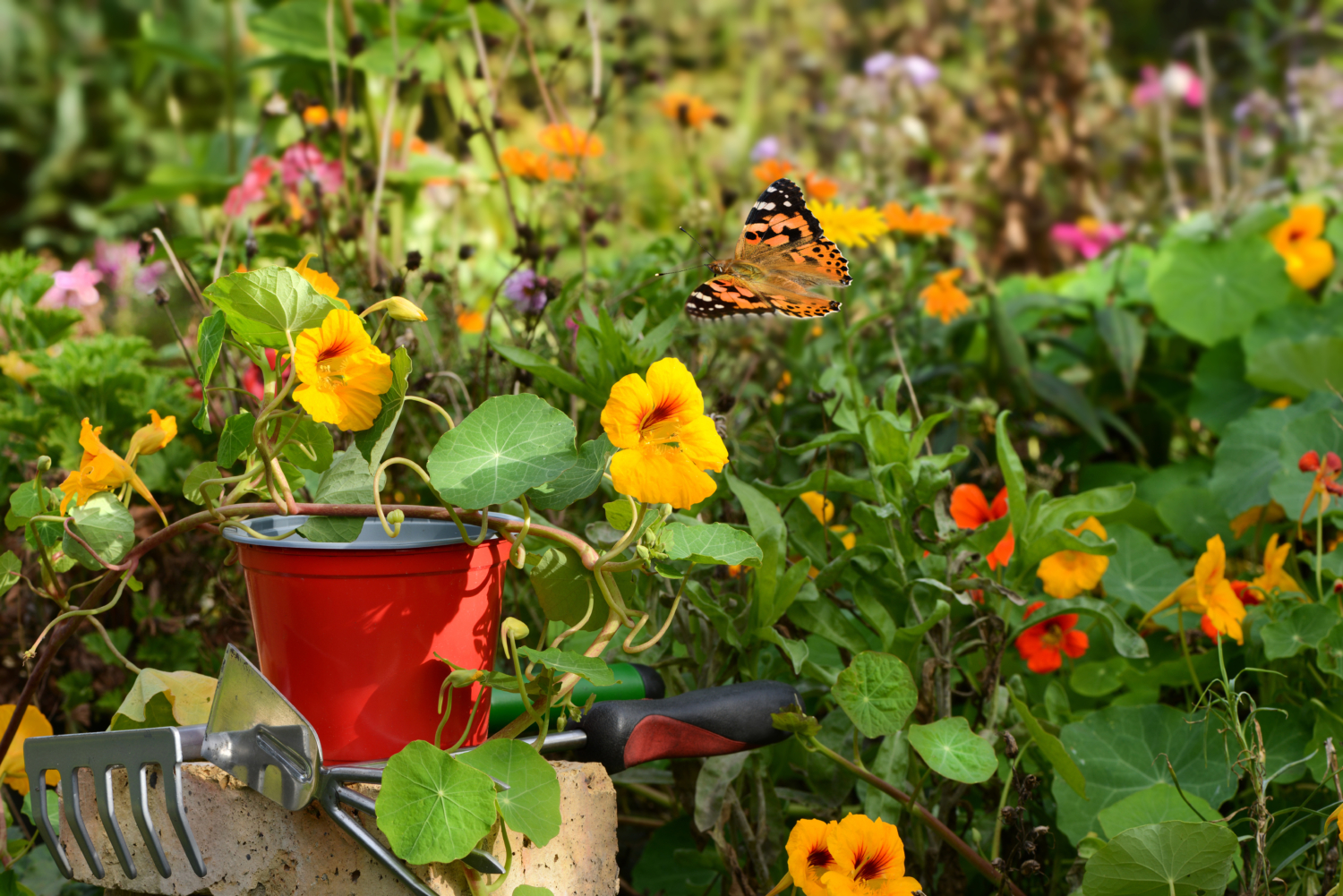 Kapuzinerkresse säen Nicht nur schön, auch lecker GartenFlora