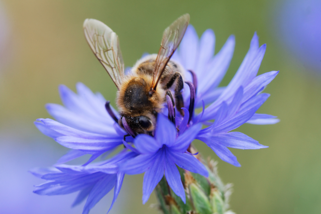 Biene auf Kornblume