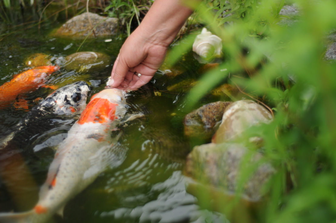 Koi frisst aus der Hand