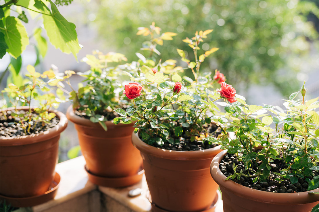 Auch Rosen sind als Balkonpflanzen beliebt. [Foto: AdobeStock_Nadtochiy]