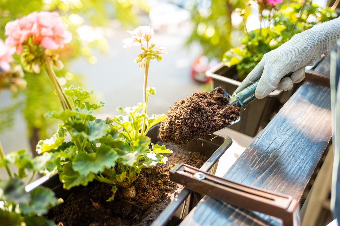 Geranien sind ideale Balkonpflanzen für den Balkonkasten. [Foto: AdobeStock_leszekglasner]