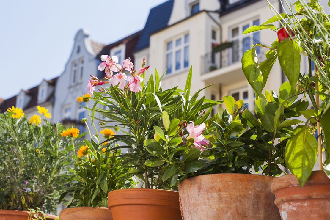 Garten im Juni. Foto: AdobeStock_spql