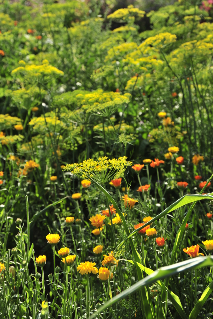 Dill Foto: © GartenFlora/Christian Gehler