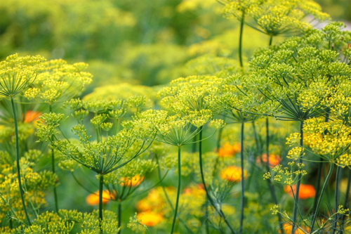 Dill säen Foto: AdobeStock_trotzolga