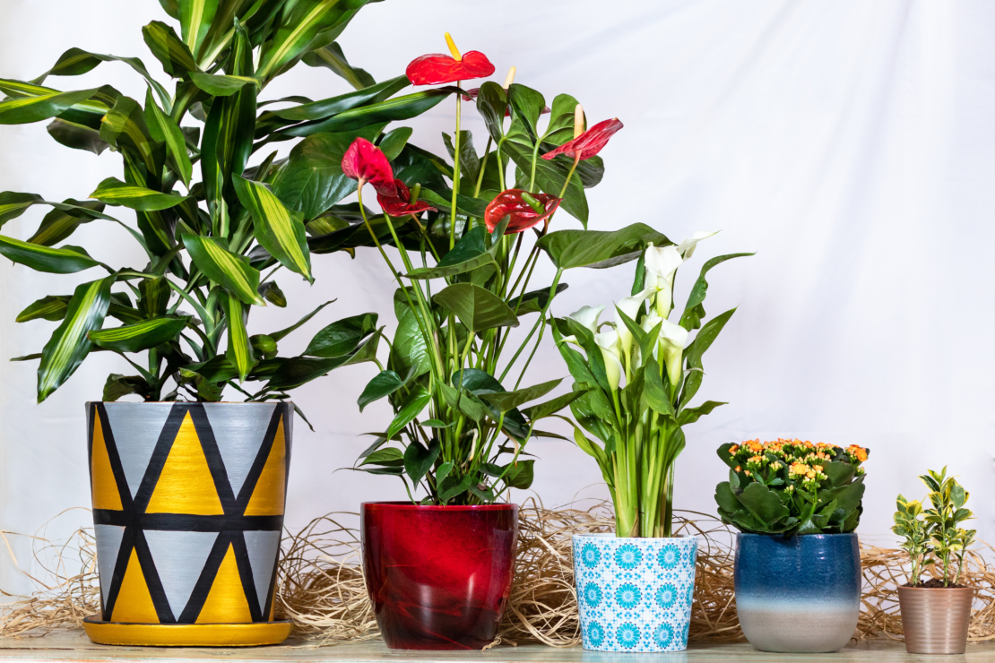 Dracaena fragrans ‘Cintho' (links) in Gesellschaft mit anderen dekorativen Zimmerpflanzen. Foto: AdobeStock_Farhad