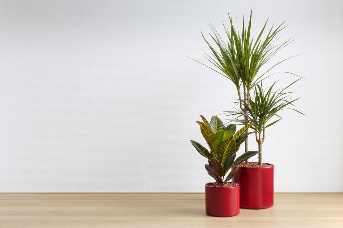 Ein Arrangement mit Dracaena marginata. Foto: AdobeStock_dropStock