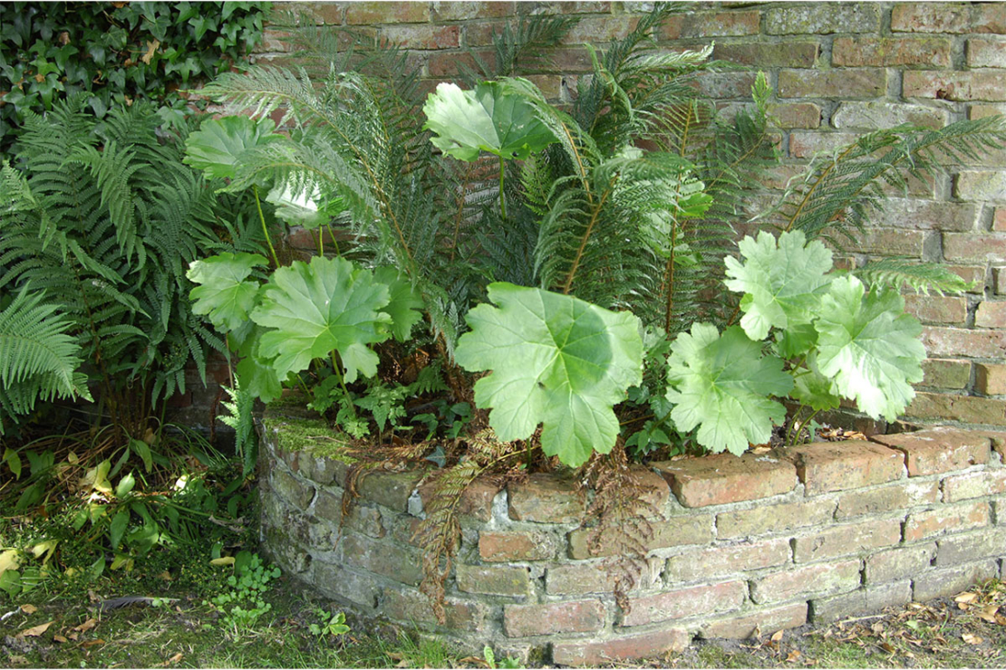 Farn und Tafelblatt Foto: © GartenFlora/Christian Gehler