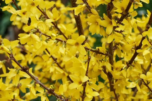 Forsythie – gelbe Blüten am Strauch in der Nahaufnahme. Foto: AdobeStock_Marc