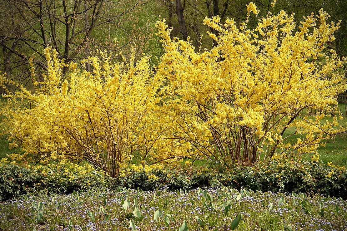 Zwei blühende Forsythiensträucher. Foto: AdobeStock_Volodymyr