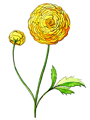 Illustration Blume Kategorie Haus und Garten