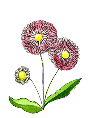 Illustration Blume Kategorie Haus Garten