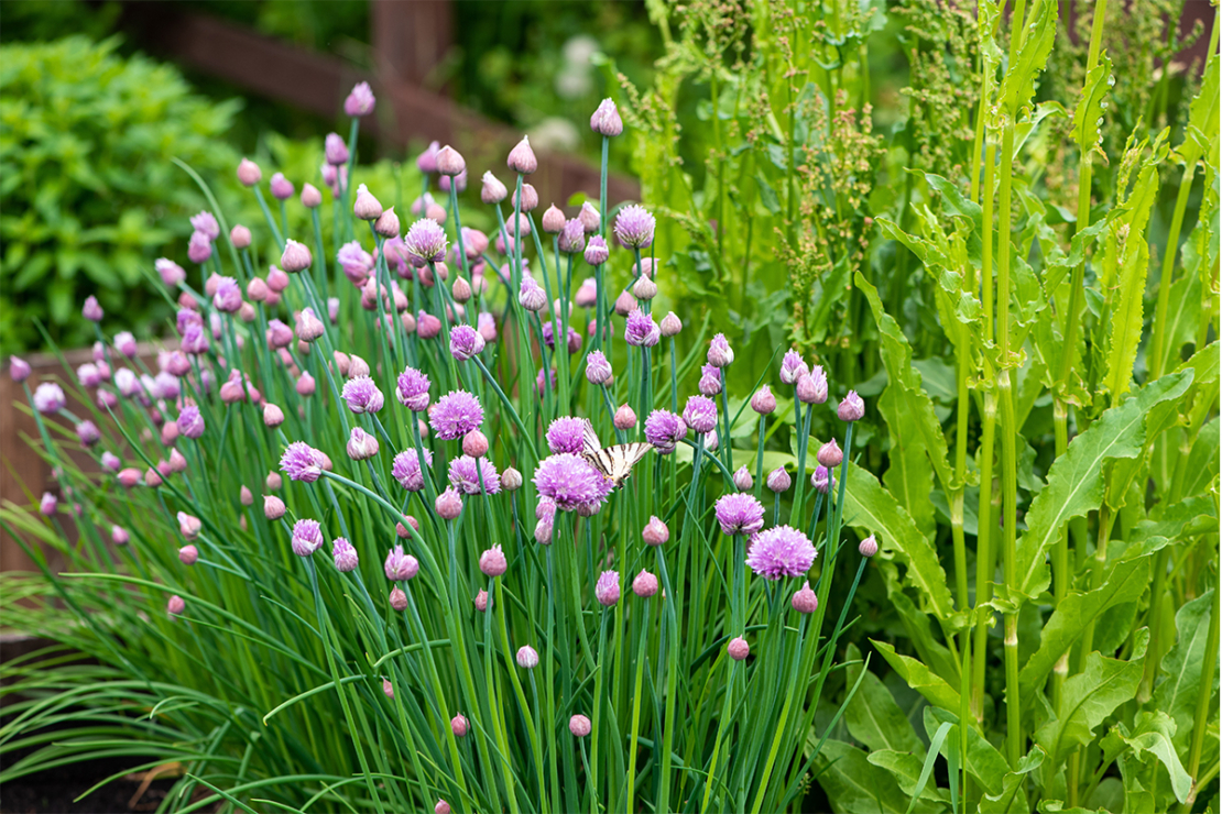 Gartenkräuter Foto: AdobeStock_Светлана Монякова