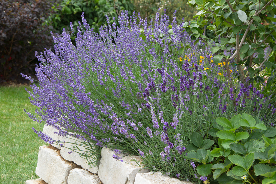 Gartenkräuter Foto: AdobeStock_Jeanette Dietl 