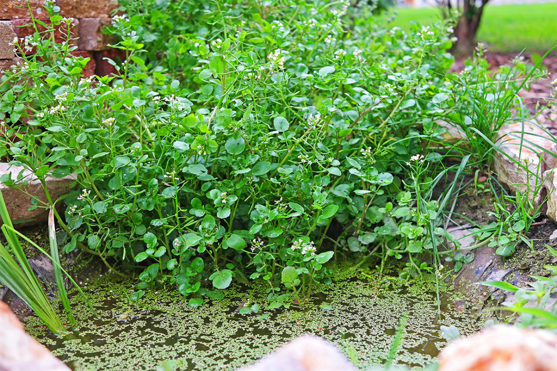 Gartenkräuter Foto: AdobeStock_insanet_fotolia