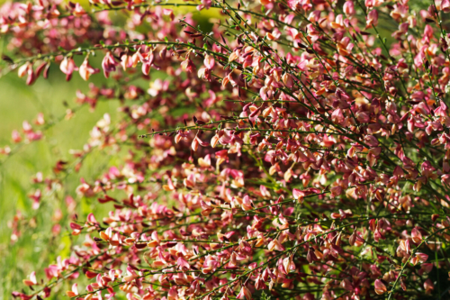 Rotblühender Besenginster. Foto: AdobeStock_Ginster. Foto: AdobeStock_Leszek Kobusinski