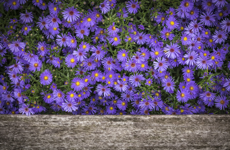 Sind Astern winterhart? Pflegetipps für Herbstastern GartenFlora