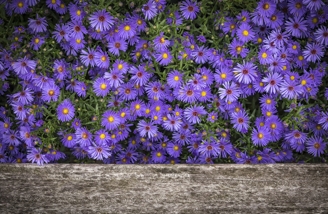 Sind Astern winterhart? Pflegetipps für Herbstastern GartenFlora