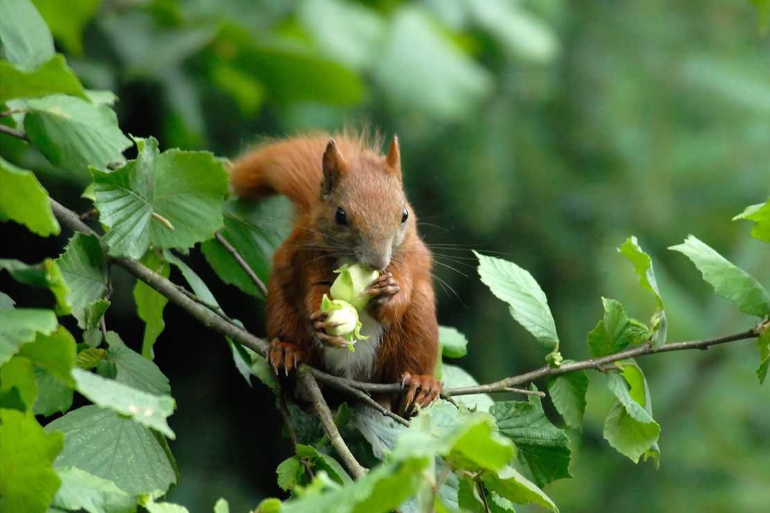 Haselnuss Foto: AdobeStock_M. Johannsen