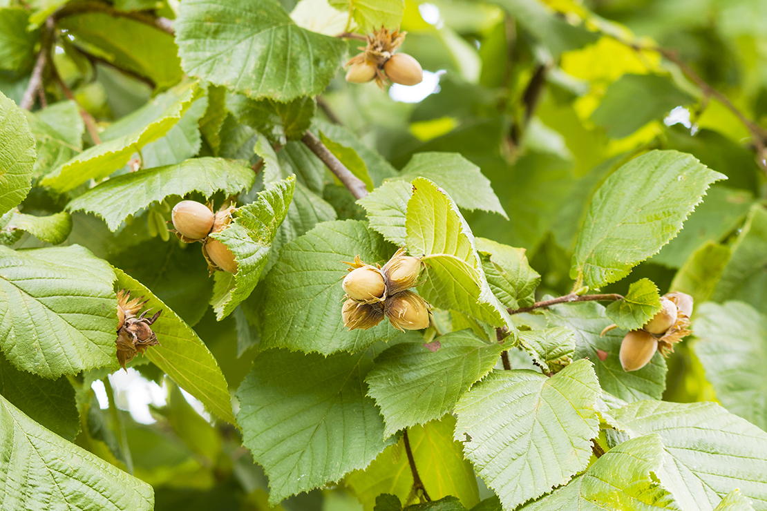 Haselnüsse im Baum – Nahaufnahme. Foto: AdobeStock_Marc