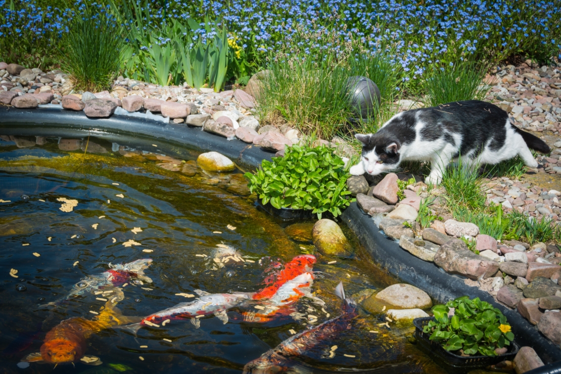 Katze lauert am Teich mit Koi-Karpfen