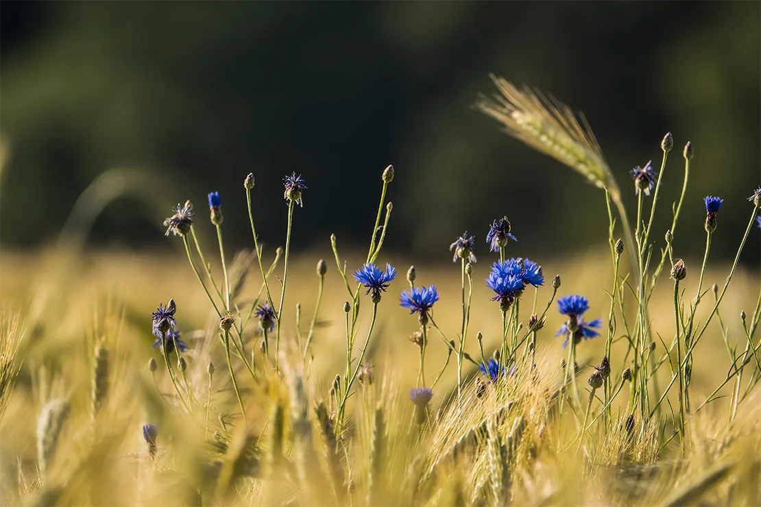 Blick auf ein Gerstenfeld, im Hintergrund sind verschwommen Bäume zu sehen. Zwischen den Getreideähren wachsen Kornblumen mit blauen Blüten. Foto: AdobeStock_Marcel