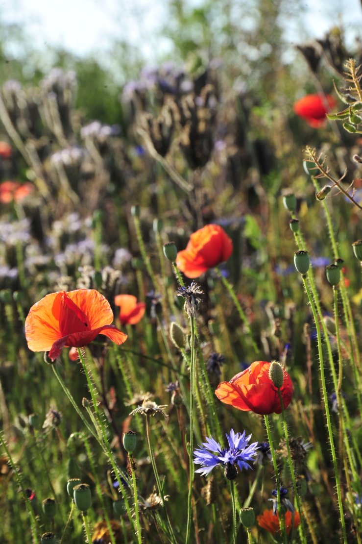 Mohn und Kornblume in Kombination