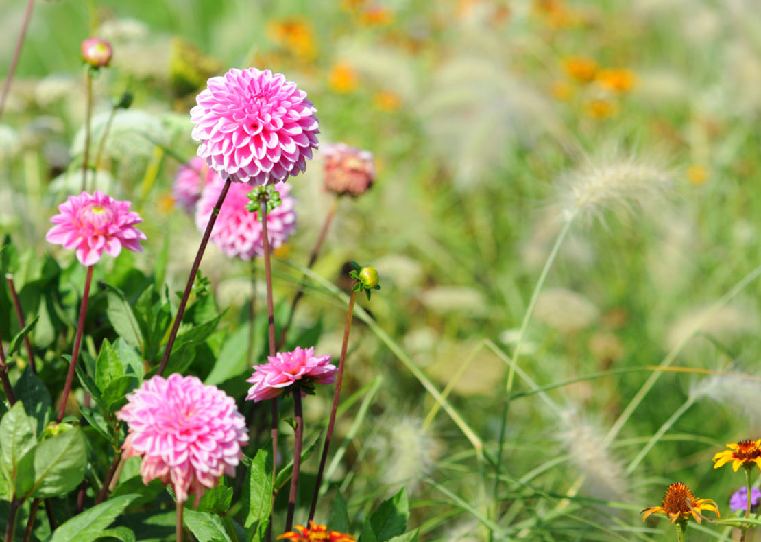 Die prächtigen Dahlien sind schöne Pflanzpartner für Lampenputzgergräser. Foto: iStock_hsvrs