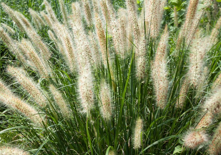 Lampenputzergras (Pennisetum) pflanzen und pflegen GartenFlora