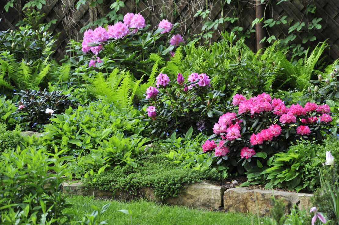 Rhododendron im Beet