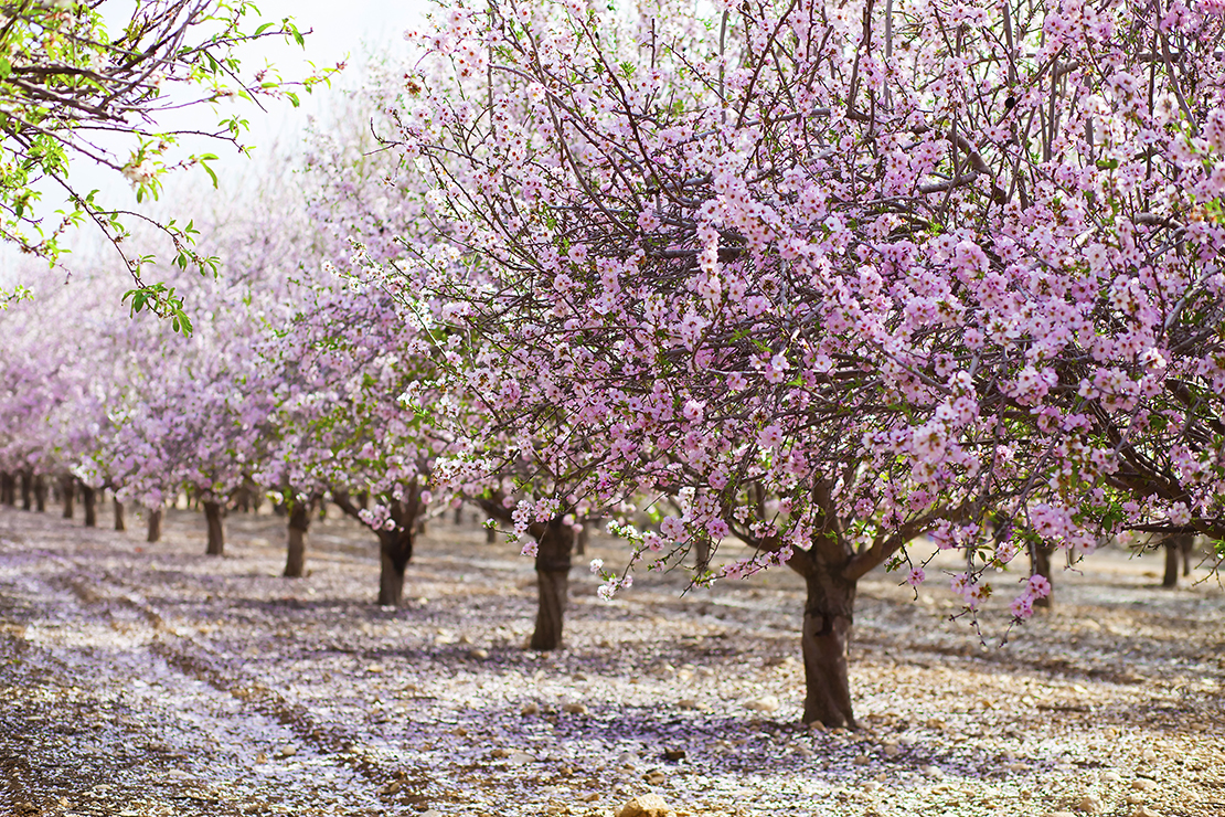 Mandelbaum Foto: AdobeStock_ombre spagla