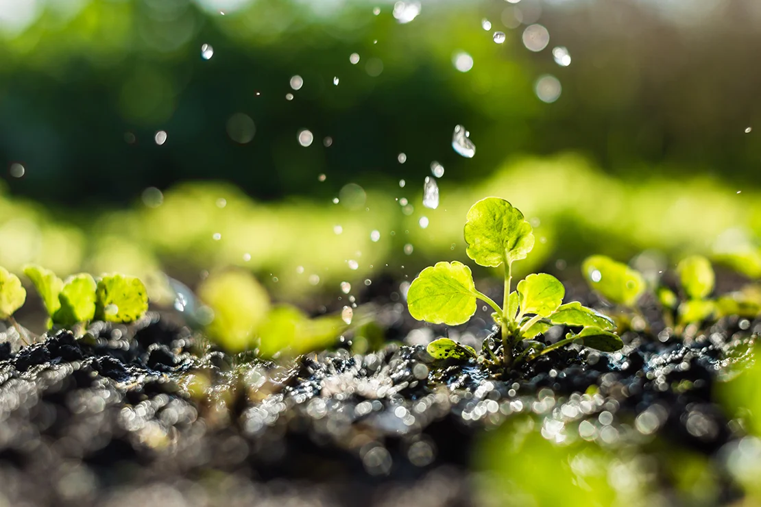 Gemüsesämlinge in einem Beet. Von oben fallen einige Wassertropfen auf die Pflanzen herab. Die Erde ist dunkel und feucht. Foto: AdobeStock_
