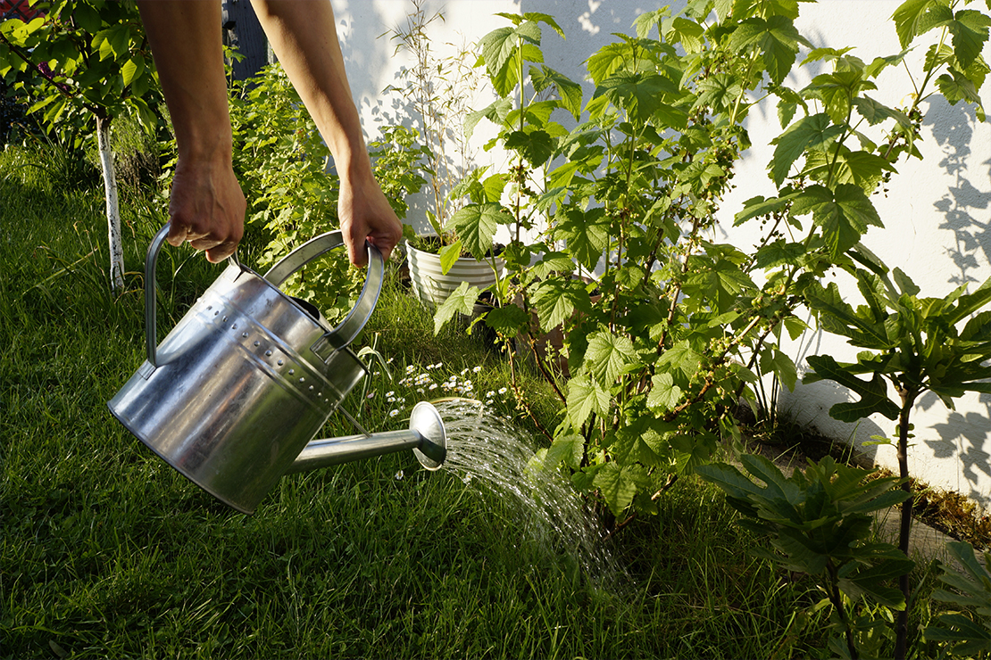 Pflanzen gießen Foto: AdobeStock_olle kima