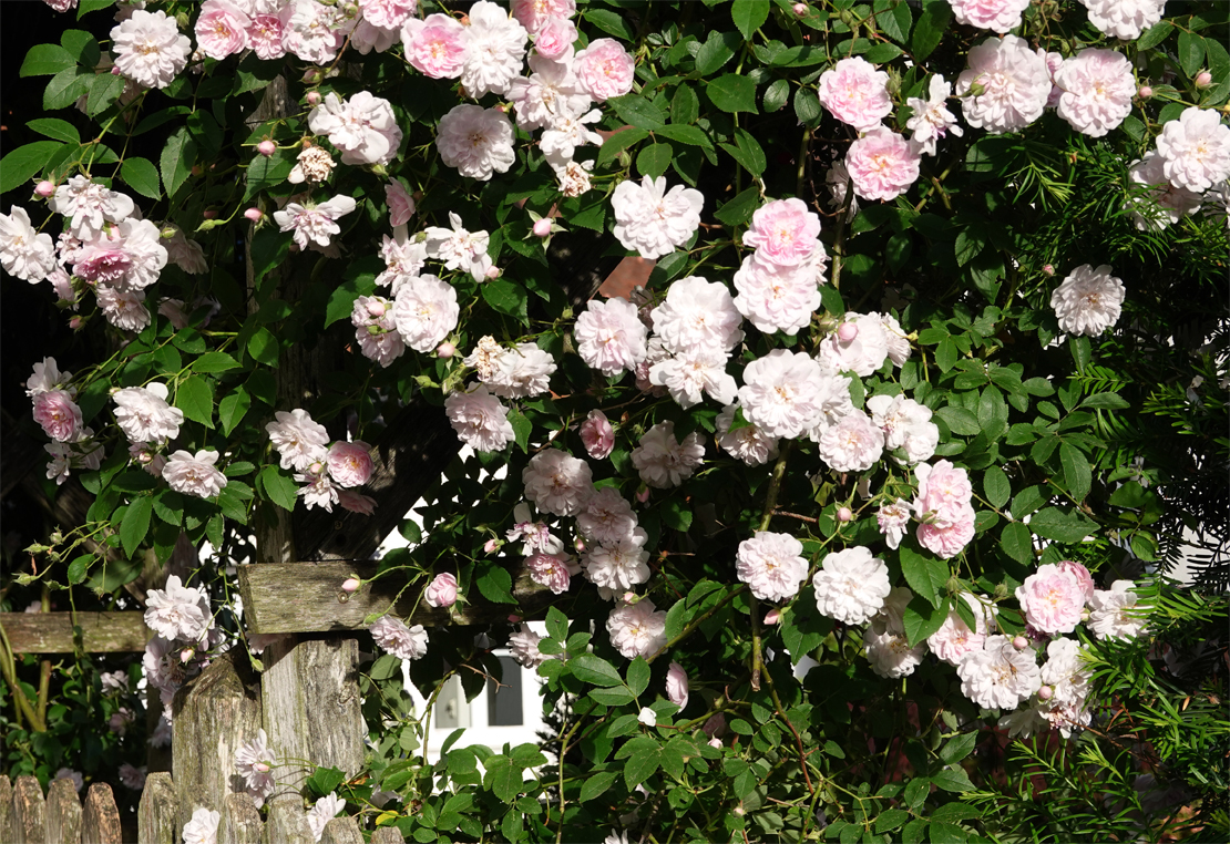 Mit ihrer wildwüchsigen Form sind Ramblerrosen ein romantisches Element in der klassischen Gartengestaltung. 