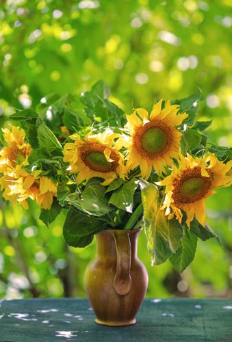 Sonnenblume pflanzen Foto: AdobeStock_prohor08