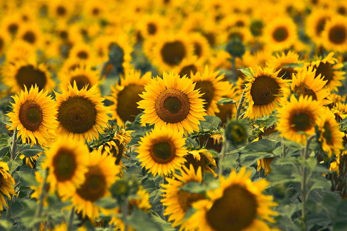 Wenn Sie Sonnenblumen säen, hebt das die Stimmung. [Foto: AdobeStock_shootforalivi35]