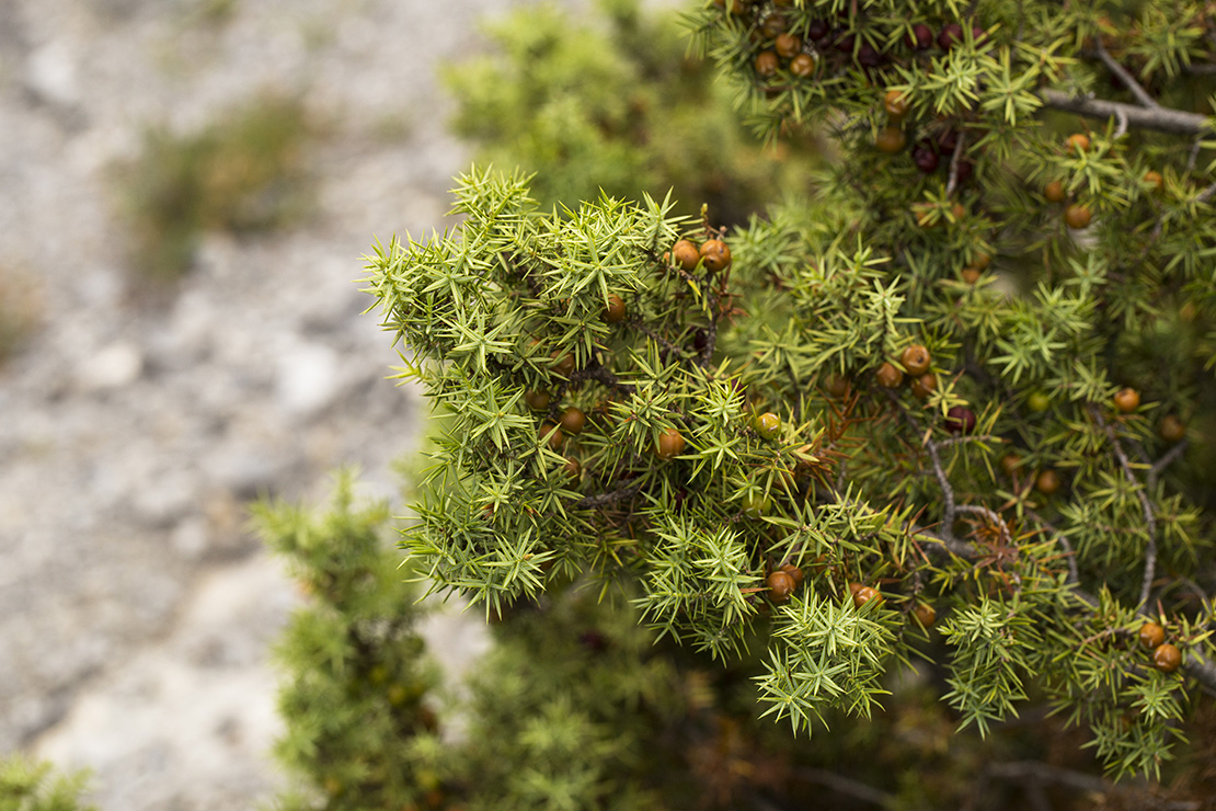 Wacholder Foto: AdobeStock_Piotr