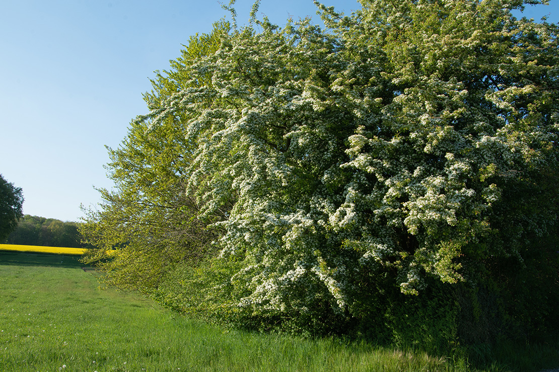 Wildhecke mit blühendem Weißdorn. Foto: AdobeStock_Edda Dupree