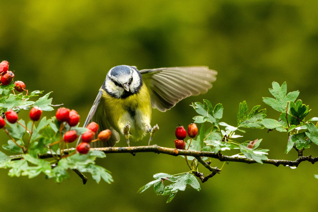 Weißdorn: Blaumeise im Landeanflug auf einem Beerenzweig. Foto: AdobeStock_Peter Rudolf