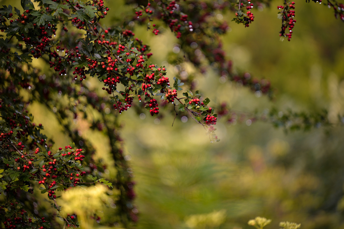 Rote Beeren am Weißdornstrauch. Foto: AdobeStock_badescu