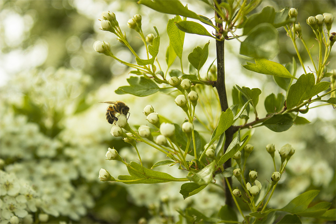 Biene an weißen Weißdornblüten. Foto: AdobeStock_Sunbunny