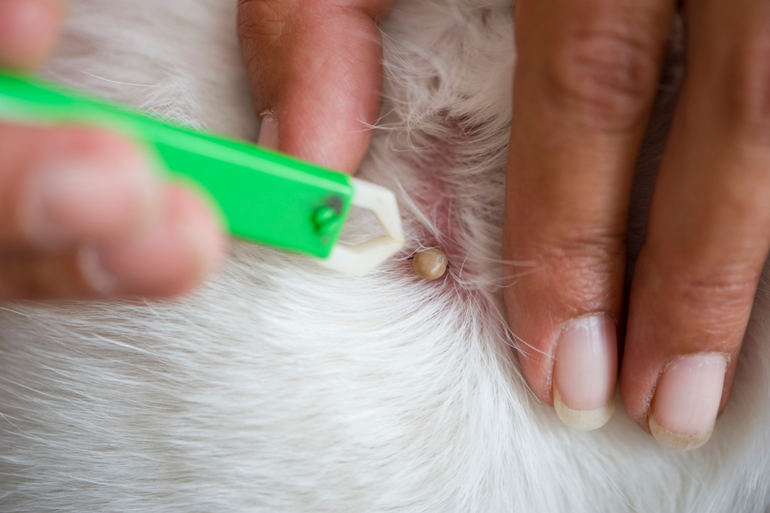 Zecken beim Hund sorgsam entfernen