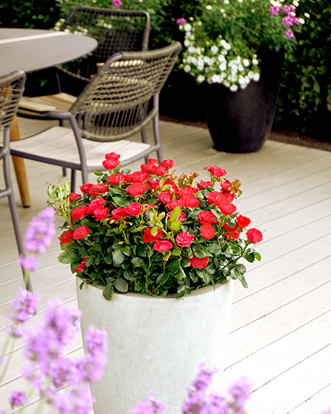 Zepeti-Rose auf der Terrasse